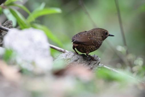 Photo, common wrasse, wild bird, birdie, 