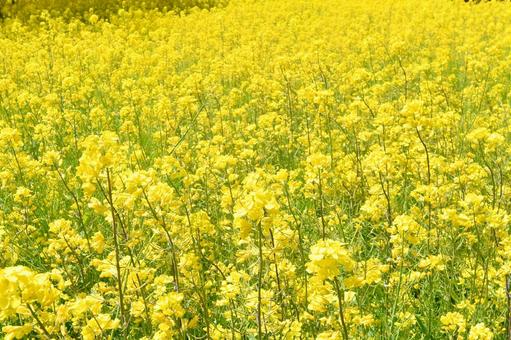 菜の花 菜の花の写真