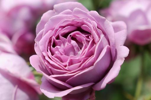 薔薇 薔薇の写真