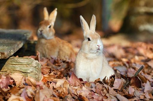 The Rabbits of Okunoshima, JPG The Rabbits of Okunoshima, JPG