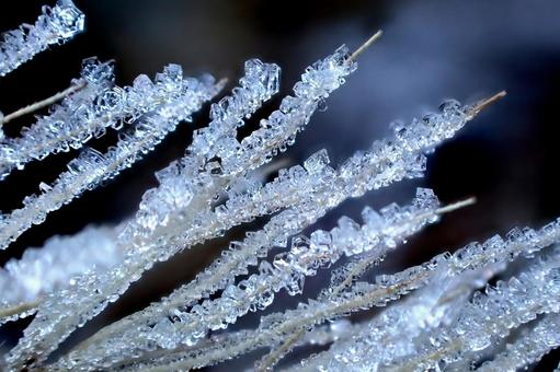 霜の結晶３ 霜の結晶,霜,冬の写真素材