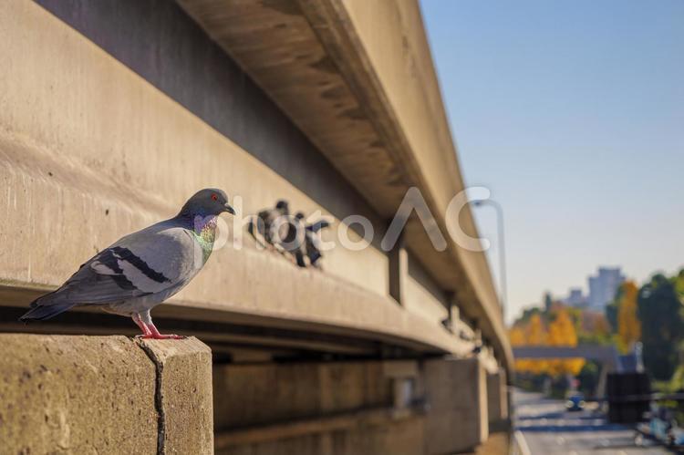 はとぽっぽA（2023年） 鳩,ハト,鳥の写真素材