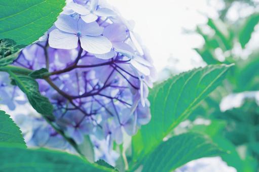 紫陽花の裏側の写真
