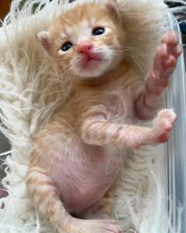 可愛い 可愛い ねこ,ネコ,かわいいの写真素材