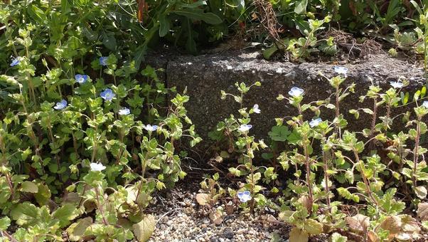 いぬふぐり 花,春,いぬふぐりの写真素材