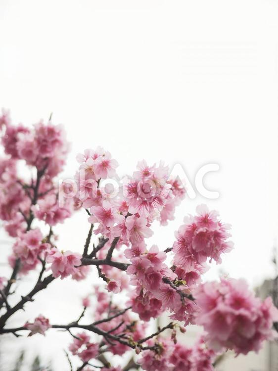 カンヒザクラ(那覇市与儀公園) カンヒザクラ,ヒカンザクラ,桜の写真素材