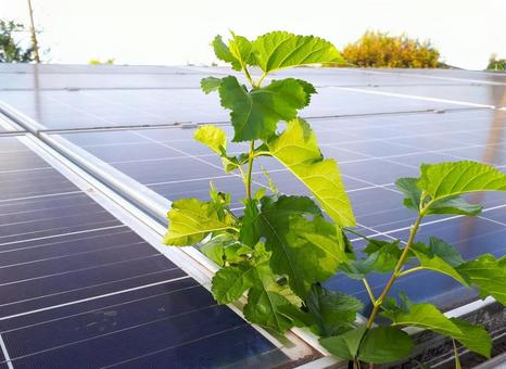 太陽光発電パネルの隙間から雑草が生え 太陽光発電パネルの隙間から雑草が生え 太陽光発電,雑草,パネルの写真素材