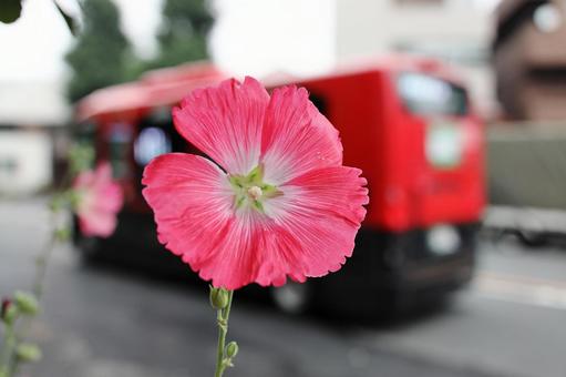 立葵の花と上野周辺をめぐる赤い循環バス 立葵の花と上野周辺をめぐる赤い循環バスの写真