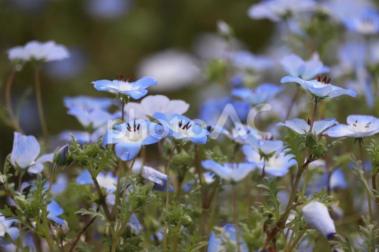 青い世界-ネモフィラ ネモフィラ,花,青の写真素材