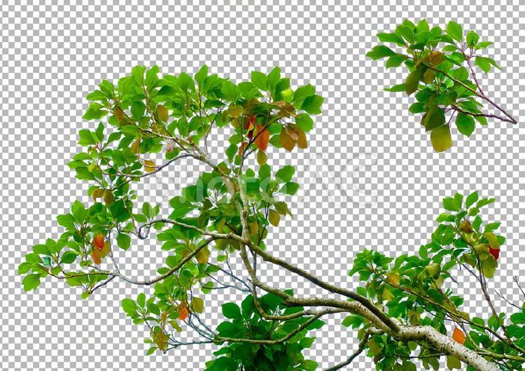 【PSD切り抜き】新緑の木の葉 新緑,木,葉の写真素材