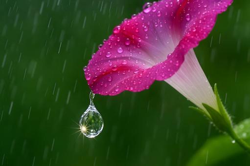 雨滴揺れるピンク朝顔 雨滴揺れるピンク朝顔の写真