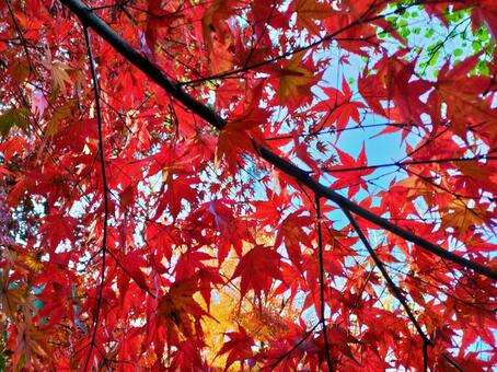 紅葉赤い葉のカーテン 紅葉,秋,もみじの写真素材
