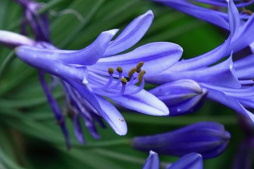 Photo, agapanthus, purple clam, murasaki kunsiran, 