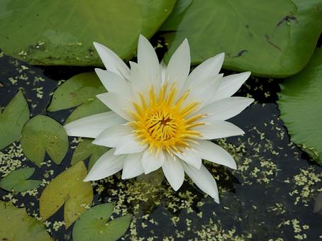 純白の熱帯睡蓮 植物,花,スイレンの写真素材