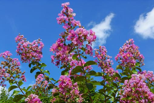 さぬきフラワーガーデンのサルスベリの花 さぬきフラワーガーデンのサルスベリの花の写真