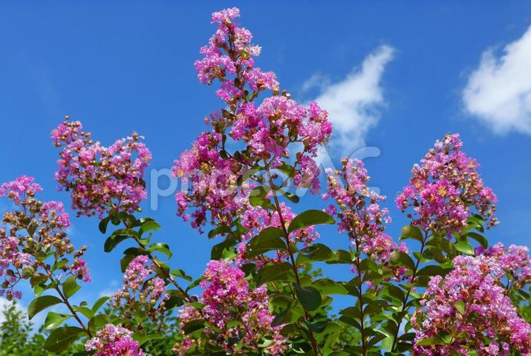 さぬきフラワーガーデンのサルスベリの花 サルスベリ,花,植物の写真素材