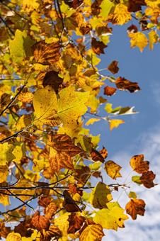 紅葉 秋,10月,青空の写真素材
