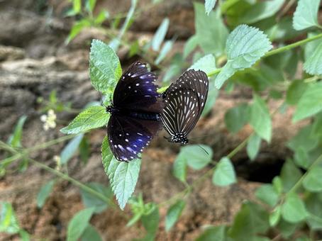 ツマムラサキマダラ交尾の写真