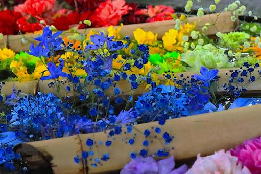 花模様ー花手水 花,花手水,神社仏閣の写真素材