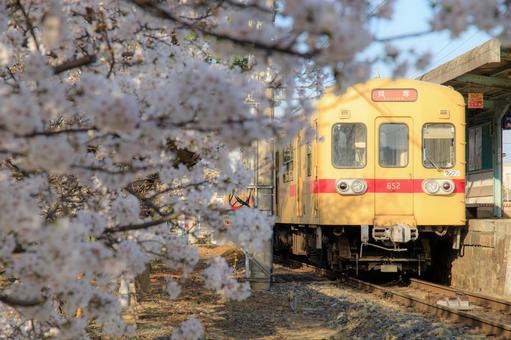 西鉄新宮駅の桜と600形電車 西鉄新宮駅の桜と600形電車の写真