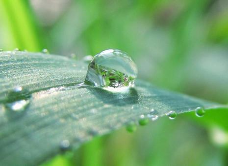 水滴と緑の葉の風景 水滴と緑の葉の風景 水滴,しずく,雨の写真素材