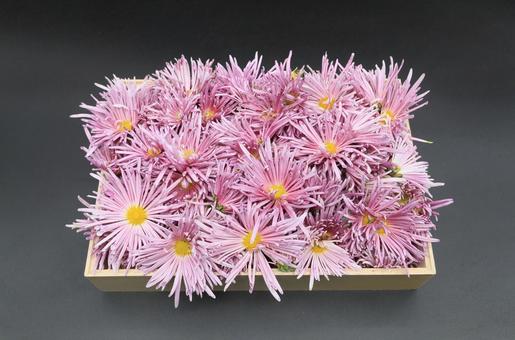 もってのほか（食用菊） 食用菊,菊,もってのほかの写真素材