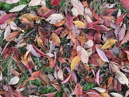 秋から冬に変わる時期の落ち葉 落ち葉,赤,地面の写真素材