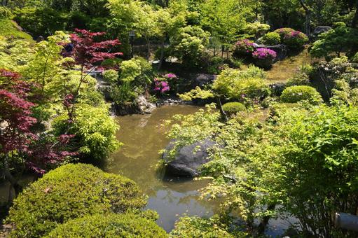 Photo, nara park, jicheng garden, fresh green, 