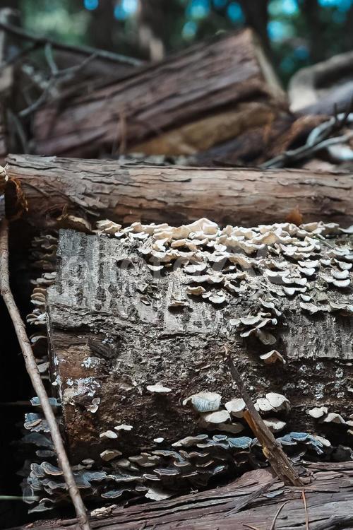 森の薪とカワラタケ 森,カワラタケ,きのこの写真素材
