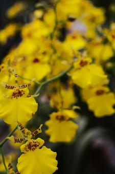 ９月中旬のオンシジウムの花 オンシジウム,黄色,花の写真素材