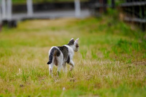 猫(167) 猫(167)の写真