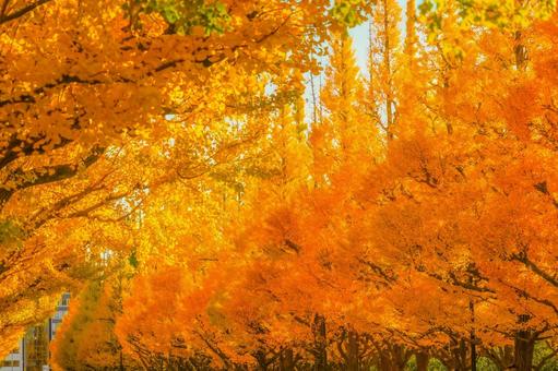 明治神宮外苑 いちょう並木 神宮外苑,イチョウ並木,東京の写真素材