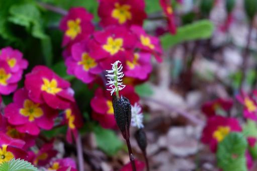 春の花の写真
