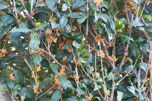 金木犀 金木犀,花,植物の写真素材