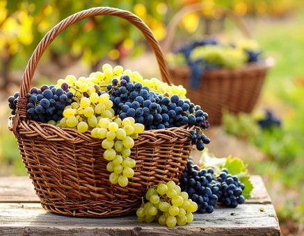 かごに入ったぶどう かごに入ったぶどうの写真