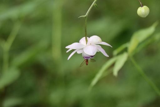 レンゲショウマの花の中に蜂がいる風景 レンゲショウマの花の中に蜂がいる風景の写真