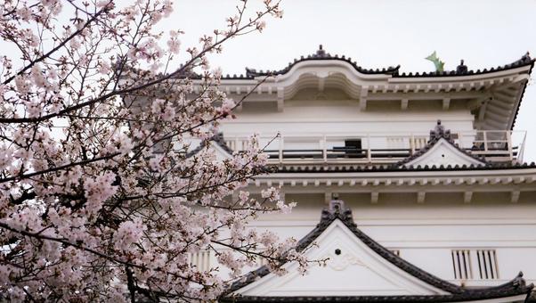 小田原城の桜 小田原城の桜の写真