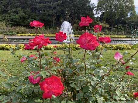 バラ 花 離宮公園 バラ,薔薇,花の写真素材