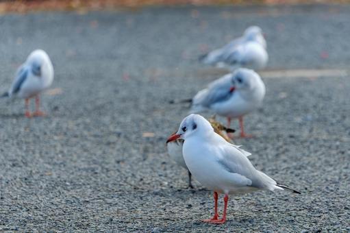 Black-headed gulls standing on the pavement in winter, JPG Black-headed gulls standing on the pavement in winter, JPG