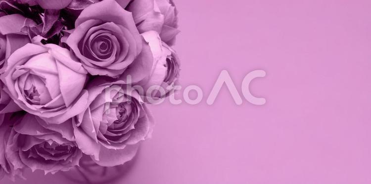 ピンクをイメージしたバラ花束素材 花,ピンク,バラの写真素材