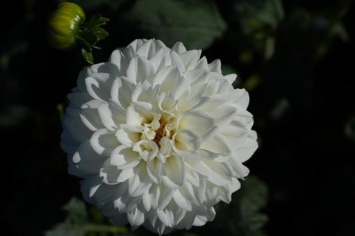 ダリア（雪の音） ダリア,雪の音,白色の写真素材