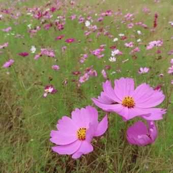 コスモス(秋桜) コスモス(秋桜)の写真