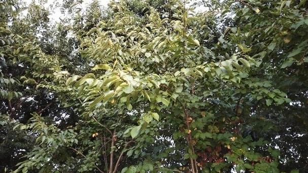 樹木に囲まれている景色 樹木に囲まれている景色の写真