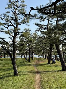 2025年春 昼間の東京お台場の風景 2025年春 昼間の東京お台場の風景 都心,さわやか,りんかい線の写真素材