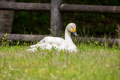 Photo, bird, swan, waterfowl, 
