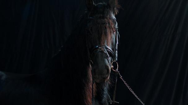 カメラ目線で佇む格好いい黒馬の横顔 カメラ目線で佇む格好いい黒馬の横顔 馬,馬の顔,アップの写真素材