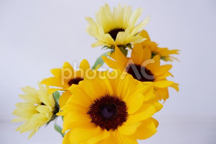 ひまわりの花、白背景とひまわり ひまわり,季節,花の写真素材