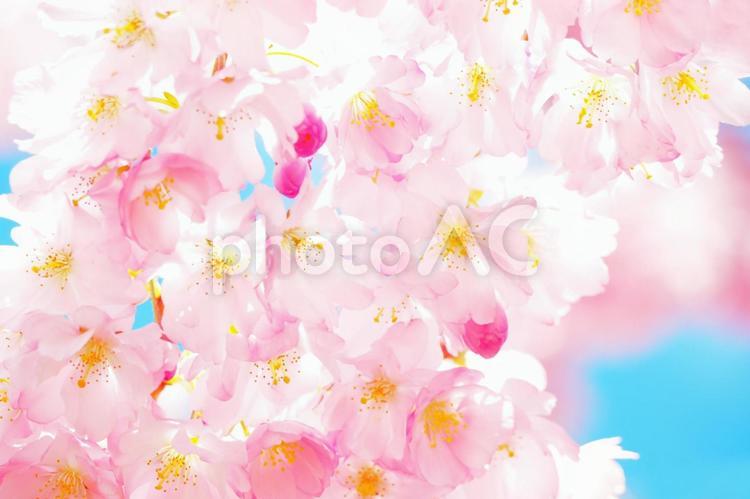 青空のブルーと桜のピンクの背景  桜,サクラ,青空の写真素材