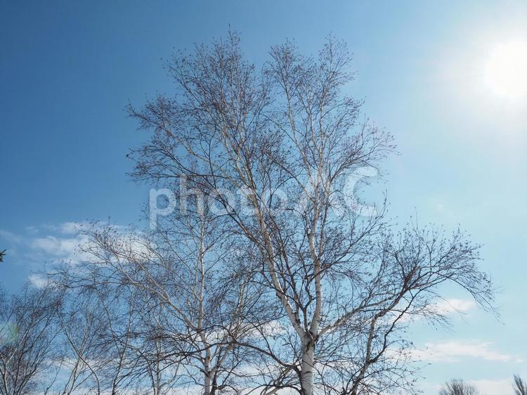 春を待つ　白樺の木 背景,木,空の写真素材