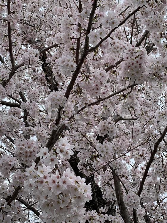 満開の桜 桜,春,ピンクの写真素材